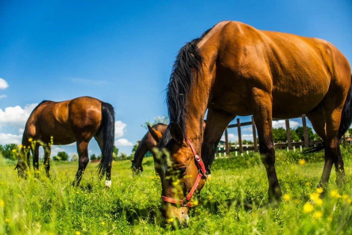 Léčebný dům Rimava ***