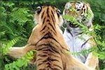 Bojnická ZOO